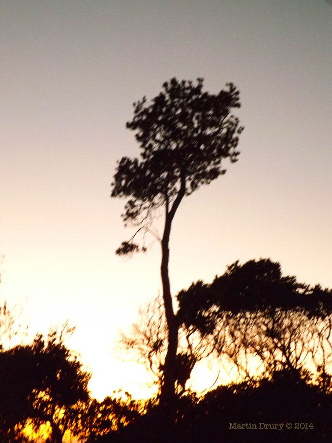 Korora Sunrise Two - 01