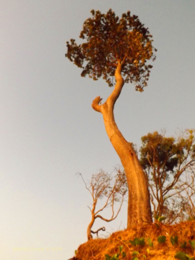 Korora Sunrise Two - 09