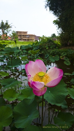 Feature Image - Alam Jiwa