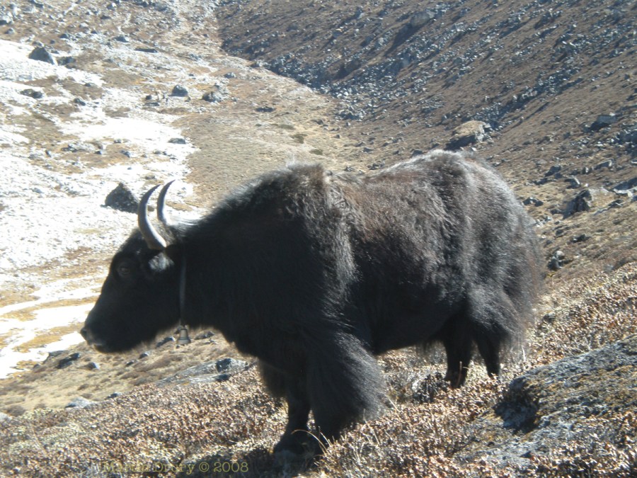 Yak at Ama Dablam