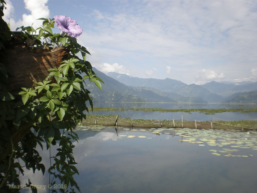 Flower at Lake Phewa