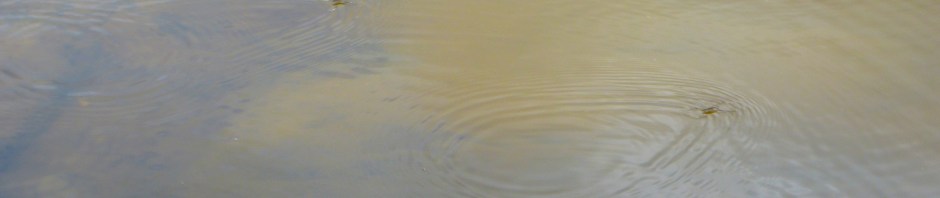 Water Skimmers on the Murrumbidgee River