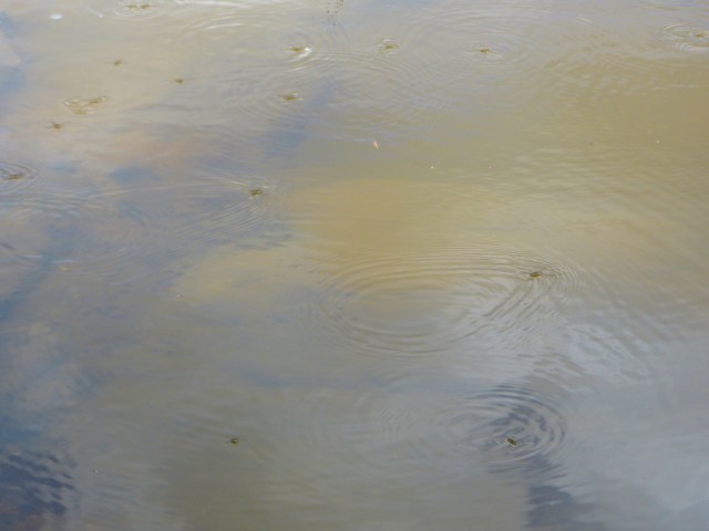 Water Skimmers on the Murrumbidgee River